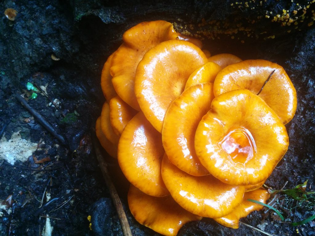Mushroom and forest walk