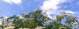 elderberry flowers