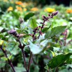 3 Herbal remedies for Children with Anxiety